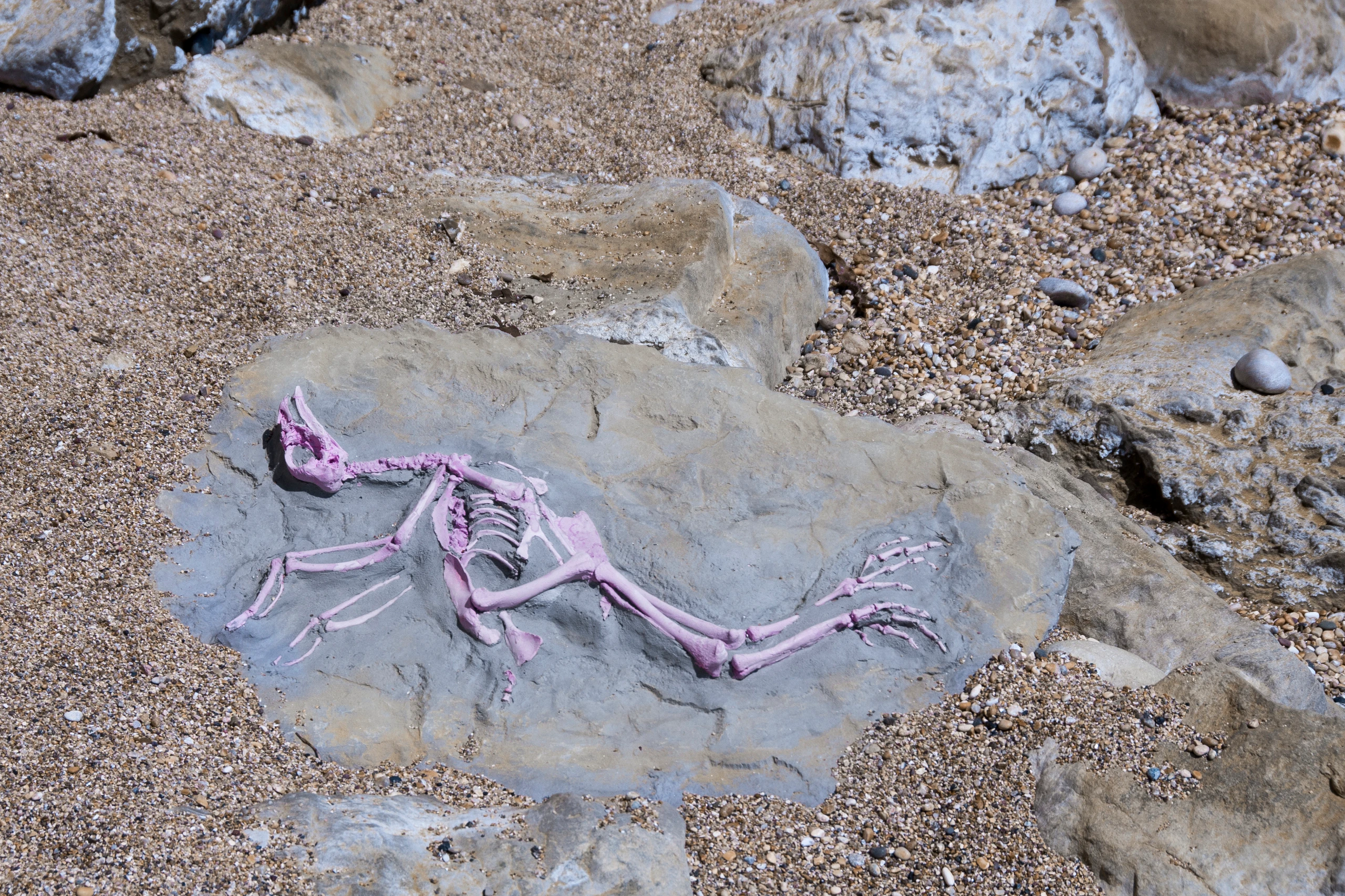 Pink Chicken Fossil, Scunthorpe Poultry Processing Site, UK, 80-83 million years in future
