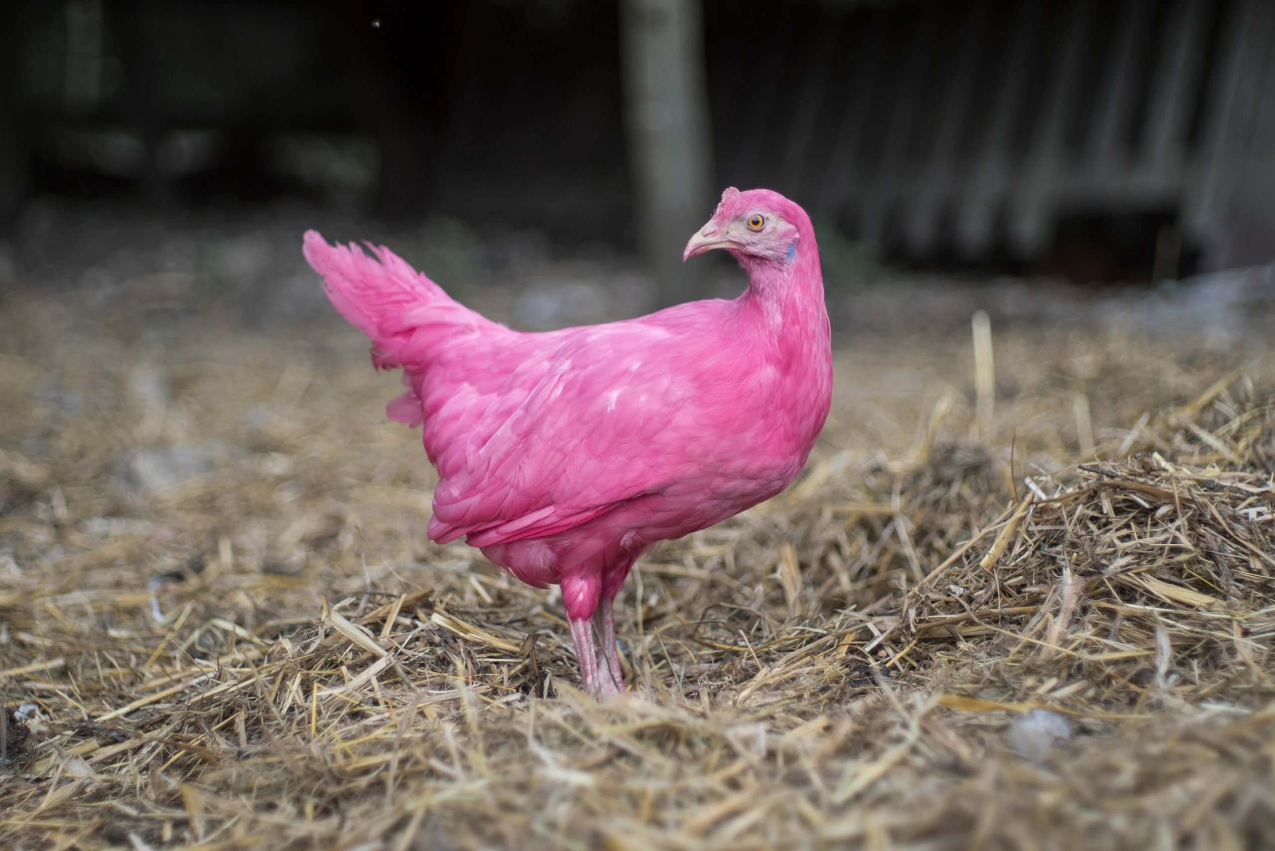 Pink Chicken